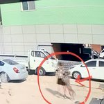 [댓글부탁해] 대형견에게 물렸는데 개 주인인 가해자가 돈없다고 배째랍니다