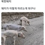 김정은 대체 무슨<b>짓</b>을 <b>한</b>거냐