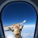 [드루와] <b>체리</b>향수 삿는데