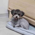 토이실푸 꽃순이 <b>하품</b>해여