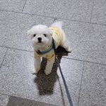 [드루와] 우리집 강아지 어이없어