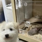 [댓글부탁해] 강아지 잘아는사람????????