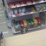 고양시 고양이 김<b>고양</b>씨