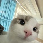 [댓글부탁해] 수능보는애들아 울집 애기<b>고영</b>이가 할말잇대