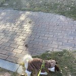 [이것좀봐줘] 저번에 강아지 똥꼬발랄 사진 올렸던 <b>쓰니임</b>