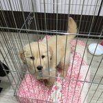 [이것좀봐줘] 제강아지좀 돌려주세요!!!!