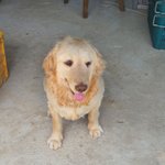 [꼭조언부탁] 제강아지좀 돌려주세여