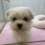 1인가구 강아지분양 자격있을까요?ㅠ