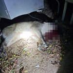 아파트 단지에 멧돼지 <b>출몰</b> 차량 3대 파손 공포