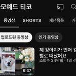 니네 사모예드 티코 알아?
