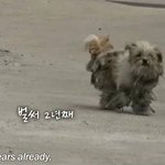 출연자와 너무 대놓고 짜고치는 어느 프로그램