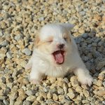 하품하는 강<b>쥐들</b>