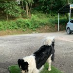 <b>안성시</b> 원곡면 보더콜리 잃어버렸어요.