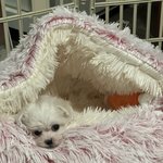 <b>울강아지</b> 보고가