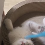 고양이 구경할래요?!