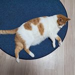 나의 동거묘 <b>도칠</b>이 2022년 겨울보낼준비