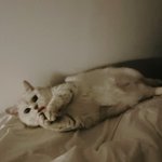 눕방하는 <b>칸쵸</b>