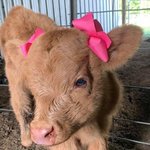 귀여움 대결, 새끼 소 vs 새끼 <b>염소</b>