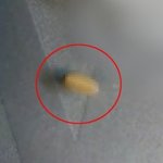 샐러드에 통통한 애벌레 '꿈틀'…유명 제과업체 <b>발뺌</b> 끝 사과