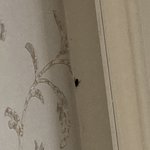 이거 <b>바퀴</b>냐 ㅈㅂ