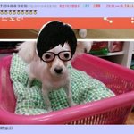 [ㅈㄱㄴ] 자매전쟁 <b>쿠키</b> 지를까 말까
