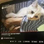 [드루와] <b>유우키</b> 고양이 여관 본 사람