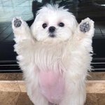 생인손걸렸는데 <b>고름</b>이 없는 경우도 있어?