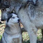 [드루와] 니네 <b>늑대</b>랑 허스키 차이 봤냐