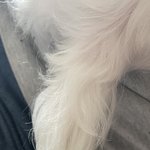 강아지 <b>꼬리</b> 땋아봤당
