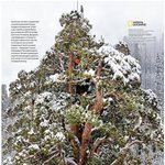 3200살 나무의 위엄