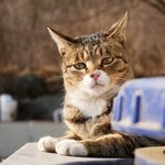 박진영 냥줍 <b>의심</b>됨.jpg