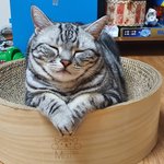 행복한 고양이들 5