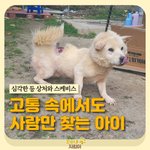 [이것좀봐줘] (슬픔주의) 등이 패여 고통스러워하는 개