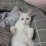 우리집고양이가 수능 <b>응원</b>해준대!!!