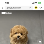 이강아지 넘귀엽다
