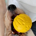 [귀여운<b>동물</b>] 울강쥐보고 힐링하세요~~~