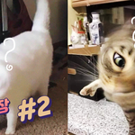 오늘도 <b>평화</b>로운 냥냥이와 댕댕이 모음집