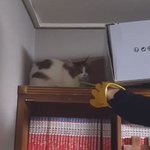 [고양이] 슬기로운 <b>임</b><b>보</b>생활1  [유기묘 임시보호하기]