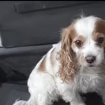 <b>방</b><b>찬</b> 호주 브이로그( 3년만에 가는고향)