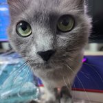 [고양이] 곧 12년차 개냥이 <b>몽이</b>~