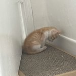 고양이 원래 이래?