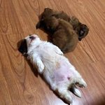 어덕<b>행덕</b>하기