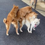 우리집 댕댕이들 보고 눈<b>정화</b> 해
