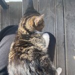 [댓글부탁해] 추가)고양이 키우는 비용