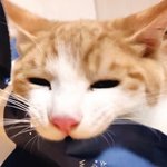 <b>울집</b> 고양이 떡보정 해봄