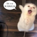 [드루와] 너네집 냥이는 무슨 <b>냄새</b>나?