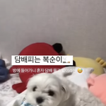 담배피는 강아지