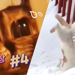 현실판 로블<b>록스</b> 야옹이 ㅋㅋㅋㅋ