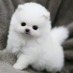 아 ㅅㄱㅂ 강아지 <b>졸귀</b>