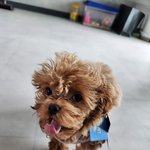 <b>말티푸</b> 보고가세요 ! 1